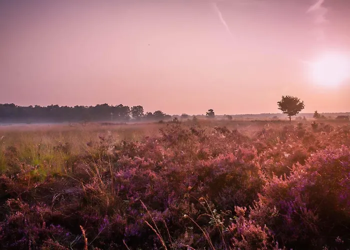 6-person Veluwe - Copy - Voorthuizen